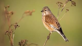 The song of the Common Linnet - Bird Sounds to recognize the Common Linnet  | 10 Hours