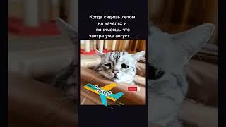 Улетает лето.... #хочуврек #рек #котики #shorts #лето