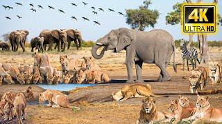 4K African Animals: Exploring Wildlife Wonders in Aberdare National Park with Soothing Piano Music