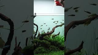 Daily routine at my 90P Nature Aquarium What are your daily tasks at the aquarium? 