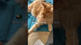 Why Maine Coon Cats are So Scary  The End  #catfacts #mainecoon #catsounds