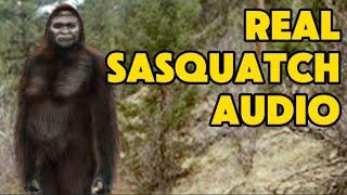 Bigfoot Stories By Taidnapam | Latest Sighting | Audio Tutorial | Eyewitness Sketches