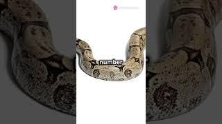 5 snake facts! #facts #love #animals #music #cute #tiktok #youtube #funny #instagram #snake