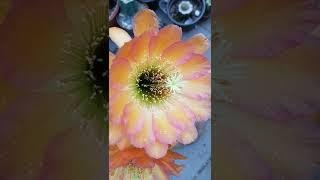 Mystical Cactus Flowers