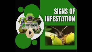 Wood Destroying Insects by Pest Control Excellence