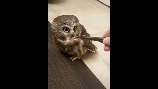 Hungry Owl gives Awesome reaction After eating