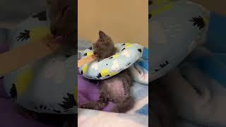 Urgent Amputation Is This Tiny Kitten’s Last Hope For A Pain-Free Future [STORY BELOW]