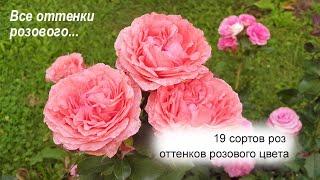 Розовые розы в саду: 19 сортов разных оттенков розового цвета, сезон 2021