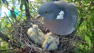 Wood Pigeon Nest Diary - Eggs, Chicks, Sadness and Success