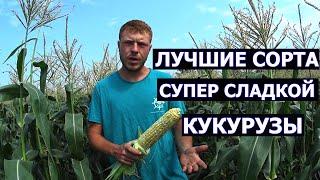 Лучшие сорта супер сладкой кукурузы