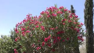 Oleander