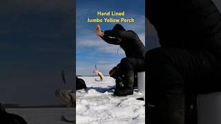 Hand lined Jumbo Yellow Perch While Ice Fishing #icefishing #fishing #winter #shorts