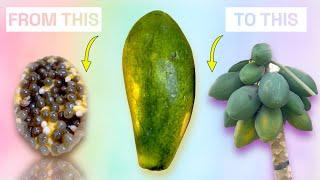 It Only Takes 18 Months To Grow Papaya From Papaya. I Tried It