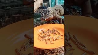 Cemilan Sore Rhino Iguana #shorts #rhinoceros #rhinoiguana #iguana #reptile #reptiler #reptilelover