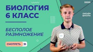 Бесполое размножение. Видеоурок 21. Биология 6 класс