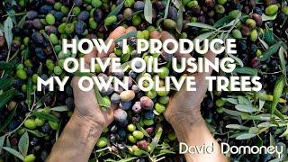 How I Produce Olive Oil Using My Own Olive Trees