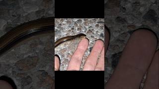 Licked by a Glass Lizard!