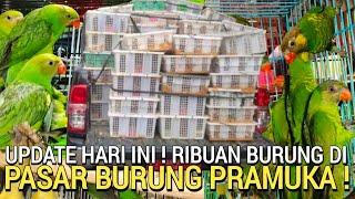 LAGI VIRAL ! NURI PERKICI HARGA MURAH CUMA RATUSAN RIBU DI PASAR BURUNG PRAMUKA HARI INI