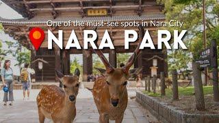 A Day in Nara Park: Exploring Japan's Enchanting Deer-filled Oasis