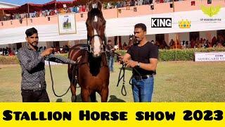 Ransi Horse Show 2023 || Stallion Horse Ring Show #horselover #trending