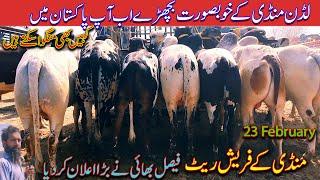 Beautiful Bull Market Latest Update / Cow Animals Price / Luddan Mandi.PK
