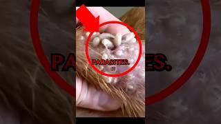 PARASITES REMOVAL! #dogs #doglover #animalrescue #animalstories #cuteanimals #pets #animals #dogs