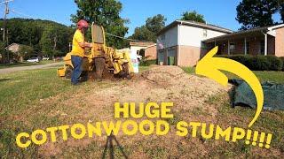 Rayco Rg50 Stump Grinder tackling a Cottonwood Stump