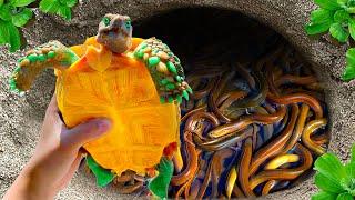Catch Colorful Ornamental Turtles Nest In Tiny Pond, Aquarium Fish, Pencil Fish, Glass Fish, Guppy