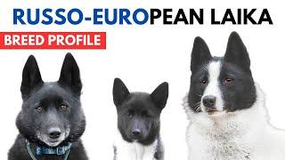 Russo European Laika Breed Profile History Price - Traits - Russko-Evropeĭskaya Láĭka Grooming Needs