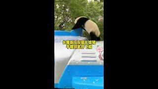 妹猪要做长隆园长吗？哈哈哈掌管长隆金钥匙，开飞船！超威风！ #大熊猫妹猪#妹猪1周岁 #来这吸熊猫 #不止我一个想rua大熊猫 #妹猪成长日记