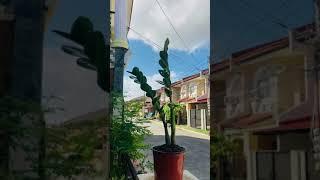 ZZ PLANT | WELCOME PLANT #Shorts