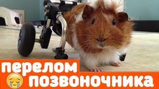 ПАРАЛИЧ У МОРСКОЙ СВИНКИ. ПОЧЕМУ НЕЛЬЗЯ ПЕРЕВОРАЧИВАТЬ СВИНОК НА СПИНУ???