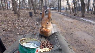 Покормил знакомую белку / I fed a familiar squirrel