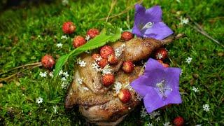 Best Quail  "Forest marinade"  fire cooked with Berries and FLOWERS. Simple recipe.