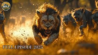 AFRICAN WILD DOGS VS LIONS | A Bloody Survival War Between Savannah’s Top Predators