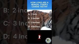 Quiz- Tigers #quiz #trivia # #triviatime #triviamania #animaltrivia #animalquiz #tiger #tigers