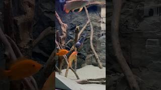 Dovii (Wolf Cichlid) stops Flowerhorn from attacking my Midas and Red Devil Cichlid #flowerhorn