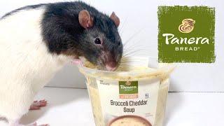 PANERA BREAD - BROCCOLI CHEDDAR SOUP REVIEW