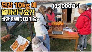 [헝가리부부] 딴 만큼 사가는 감농장! 10kg 땄더니 35,000원 나왔습니다~ #감농장 #개이득 #유럽시골