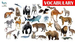 Wild animals with pictures