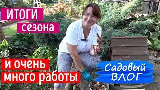 До заморозков - два дня. Приводим сад в порядок! Итоги сезона 2024.