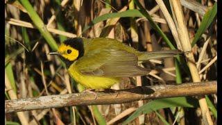 Spring Warbler Migration in the Arb with Michael Kielb