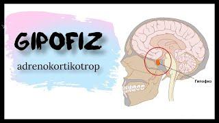 Gipofiz | Adrenokortikotrop yoki kortikotropin