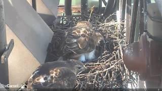 CRTHACam  Incubation to Hatch Countdown Is Well Underway...  9:58 am    3.21.16