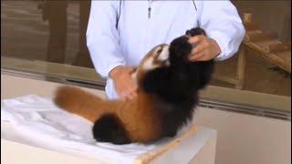 Red Panda Wants More Milk #cute #redpanda