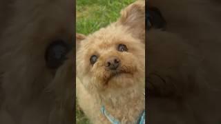 Oscar, the injured dog rescued from garbage bin, finds forever home and thrives