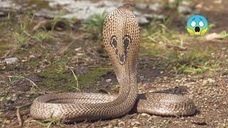 RESCUED COBRA FROM BACKSIDE OF HOUSE Il Wild Vibrant ll.