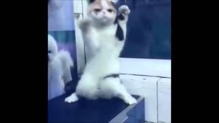 Dance cat