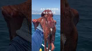 참문어 피문어 어부직거래