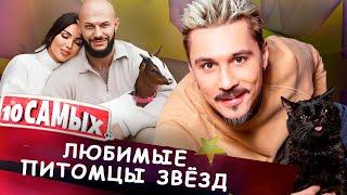 Любимые питомцы звёзд | Сергей Лазарев, Джиган, Бари Алибасов, Дима Билан, Дэвид Бекхэм